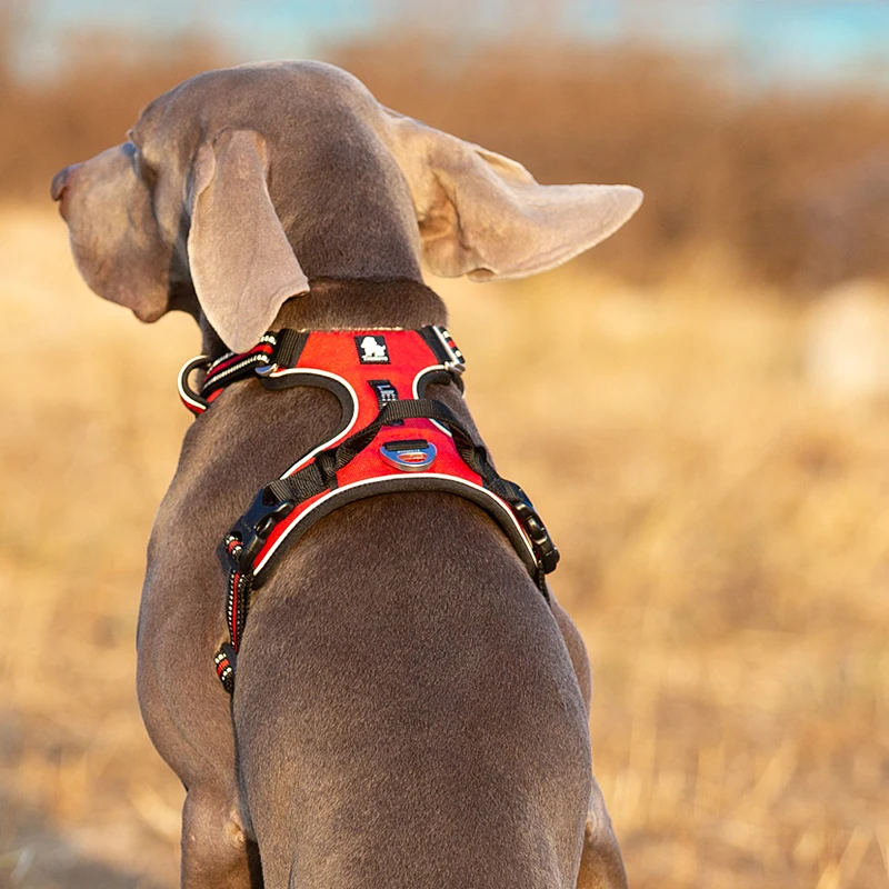 Truelove Pet Reflective Nylon  - Running Gear Dog ulasan dan harga