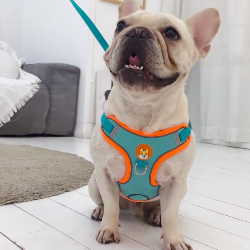 Adjustable No Pull Pet Reflect - Running Gear Dog ulasan dan harga